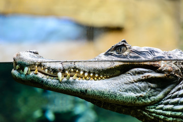 Caiman crocodilus profile closeup with teeth showing in water, f