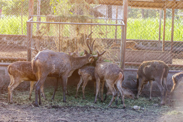 On the farm for the breeding of deer.