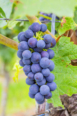 Weinreben Spätburgunder