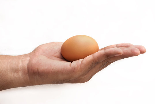  hand holding egg isolated on white background
