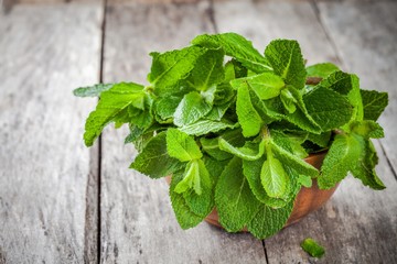 organic fresh bunch of mint in wooden bowl