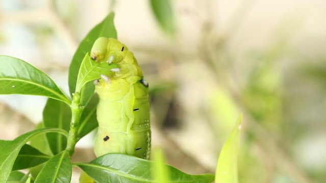 Caterpillar eating leaves on top tree
