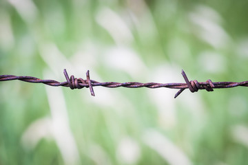 Barbed wire fence