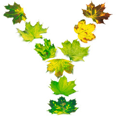 Letter Y composed of multicolor maple leafs