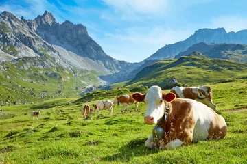 Zelfklevend Fotobehang Koe Toonaangevende koe met kudde