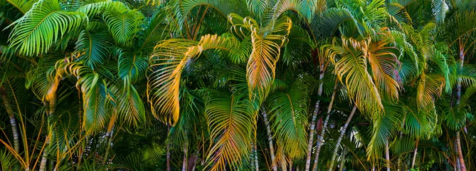 Foto auf Acrylglas Palme Panorama von bunten Palmenblättern