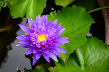Beautiful lotus on the pond