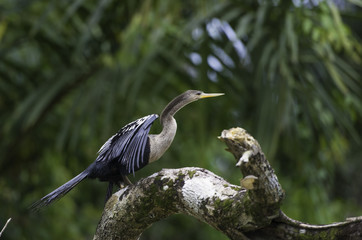 Darter or snakebird, anhinga, wildlife in Costa Rica