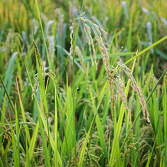 Rice field