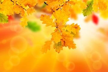 Autumn background with branch of yellow oak leaves