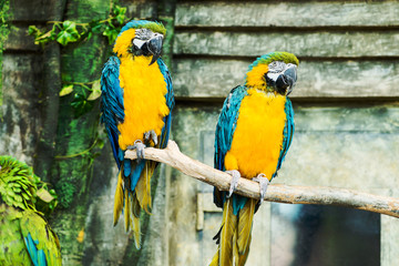 Fototapeta na wymiar One blue-and-yellow macaw (ara ararauna) sitting on a branch, fo