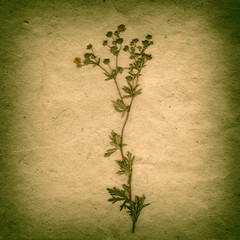 Sepia Vintage card with Leaf and Old Paper Texture.