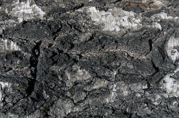 Tree bark texture.