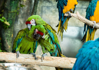 Green Parrot scratching each other (grooming) in the zoo. Focus