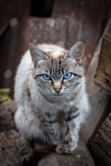 cat with blue eyes