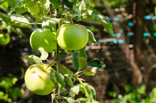 green apples hanging from a tree branch in a sunlit garden