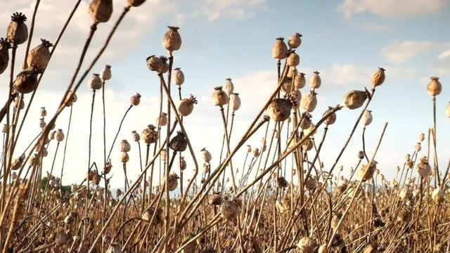 Grown poppy heads are moving in evening wind. Dry poppies are waiting harvesting. Light clouds are sailing in the blue sky background.  