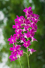 Close up of  beautiful orchids