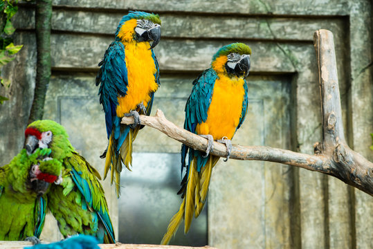 Pair of parrots, blue-and-yellow macaw (ara ararauna) sitting on