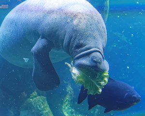 Obraz premium West Indian manatee