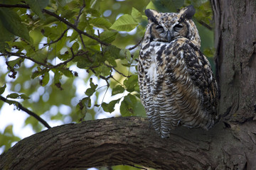 Great Gray Owl, Strix nebulosa, watching for prey