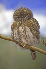 Small Pygmy Owl perched on a branch