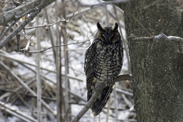 Sleeping Long-eared Owl, Asio otus, perched in tree
