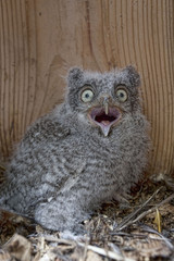 Wide eyed Eastern Screech Owl chick, Megascops asio