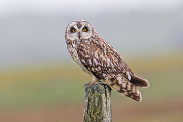 Perched Short-eared Owl, Asio flammeus, from the moors of orkney