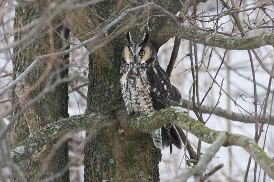 Alert Long-eared Owl, Asio otus, perched in tree