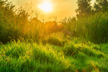 Obraz premium Early morning fog in the forest