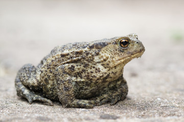 Common Toad (bufo bufo)