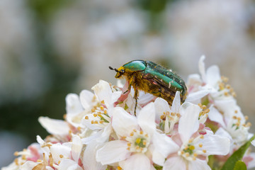 Rose Chafer
