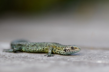 Common Lizard (zootoca vivipara) basking or sunbathing on wooden boardwalk