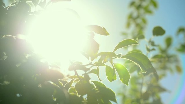Sunlight shines through treetop branches in organic orchard, handheld camera with subtle movement, lens flare, full HD footage, 1920x1080, 1080p.