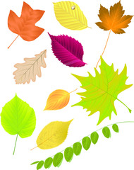Autumn leaf collection, vector illustration - tulip tree, oak, acacia, cherry, dogwood, European White Elm, sycamore, sycamore maple, European beech, linden