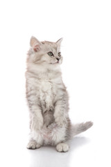 Fototapeta premium Cute tabby kitten with feeder bowl