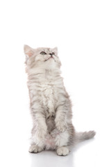 Obraz premium Cute tabby kitten with feeder bowl