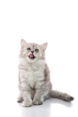 Cute tabby kitten with feeder bowl