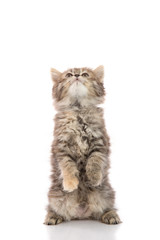 Cuye tabby kitten standing with hind legs