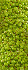 Image of delicious gooseberries closeup