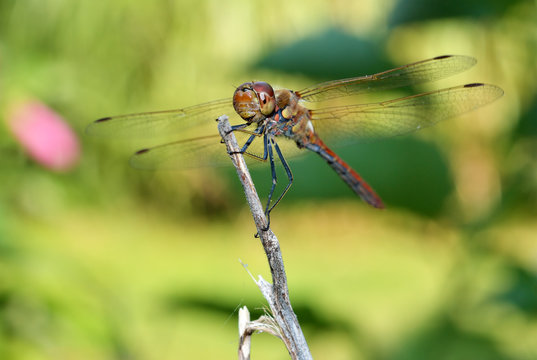 Dragonfly on a dry branch, green background