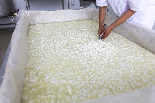 Cheese worker over tank in a diary creamery