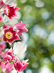 Fototapeta premium image of many beautiful flowers