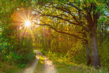 Sunny Day In Autumn Sunny Forest Trees, Green Grass. Nature Wood