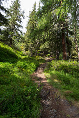 Fototapeta na wymiar Sentier en forêt