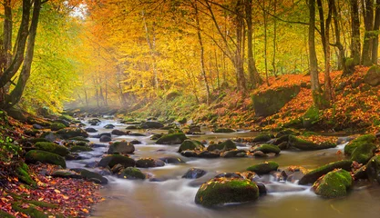 Wall murals Forest river Landscape magic river in autumn forest at sunlight.