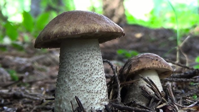 Two brown mushroom.