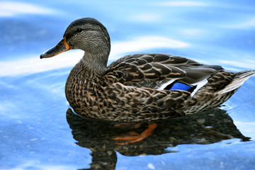 Duck at Minnewaska State Park Reserve Upstate NY during summer time