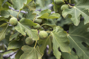 Branch with figs